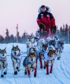 Mushing