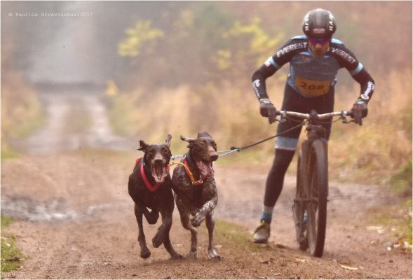 Cykle med hund - kickbike