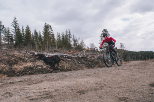 træksele til hund